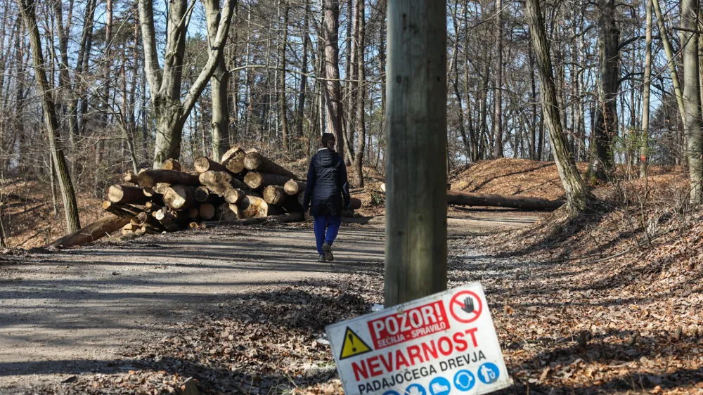 - 14.02.2023 - Golovec – sečnja 216 dreves – sanitatni posek poškodovanega in oslabelega drevja jugovzhodno od observatorija oz. nad Suhim bajerjem, drevesa – gozd - //FOTO: Bojan Velikonja