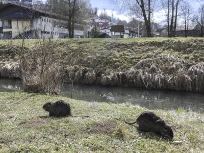 ﻿- 18.03.2021 – Škofljica – nutrije - invazija nutrij - //FOTO: Jaka Gasar