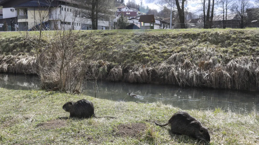 ﻿- 18.03.2021 – Škofljica – nutrije - invazija nutrij - //FOTO: Jaka Gasar