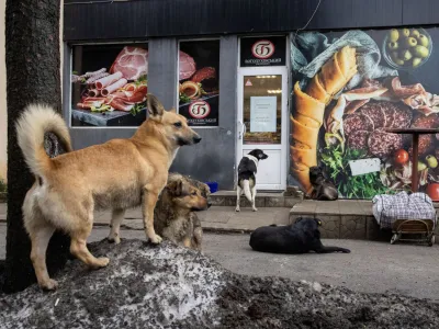 Stray dogs wait outside a grocery store in Sloviansk, amid Russia's attack on Ukraine, December 19, 2023. REUTERS/Thomas Peter