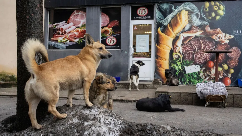 Stray dogs wait outside a grocery store in Sloviansk, amid Russia's attack on Ukraine, December 19, 2023. REUTERS/Thomas Peter