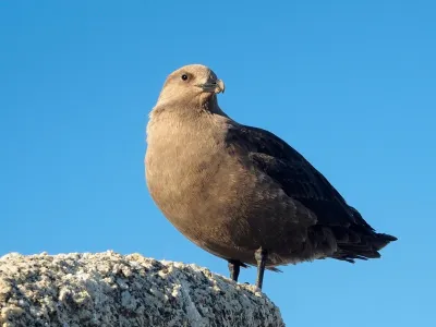 ﻿Najjužnejša žival - Antarktična govnačka<br>Jasno, ta nekaj več kot kilogram težka ptica ne živi v povsem hladnem okolju. 50 stopinj pod ničlo ni sprejemljivo niti za to ljubiteljico hladnega vremena iz reda pobrežnikov. A strokovnjaki so jo že večkrat videli na južnem polu. Govnačke so neusmiljeni plenilci, ki ljubijo ribe, pingvinova jajca, pa tudi kakšnega pingvinovega mladiča se lotijo. In kaj pravi znanost, kje so najbolj južne rastline? V zimskih gredah omenjene baze Amudsen – Scott. Brez šale, na otoku Terra Firma na koordinatah 68°42'S 67°32'W, najdete v naravi antarktično travo. <br>