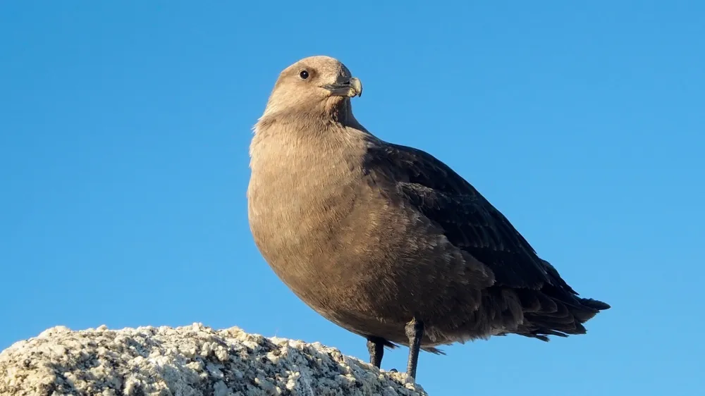 ﻿Najjužnejša žival - Antarktična govnačka<br>Jasno, ta nekaj več kot kilogram težka ptica ne živi v povsem hladnem okolju. 50 stopinj pod ničlo ni sprejemljivo niti za to ljubiteljico hladnega vremena iz reda pobrežnikov. A strokovnjaki so jo že večkrat videli na južnem polu. Govnačke so neusmiljeni plenilci, ki ljubijo ribe, pingvinova jajca, pa tudi kakšnega pingvinovega mladiča se lotijo. In kaj pravi znanost, kje so najbolj južne rastline? V zimskih gredah omenjene baze Amudsen – Scott. Brez šale, na otoku Terra Firma na koordinatah 68°42'S 67°32'W, najdete v naravi antarktično travo. <br>