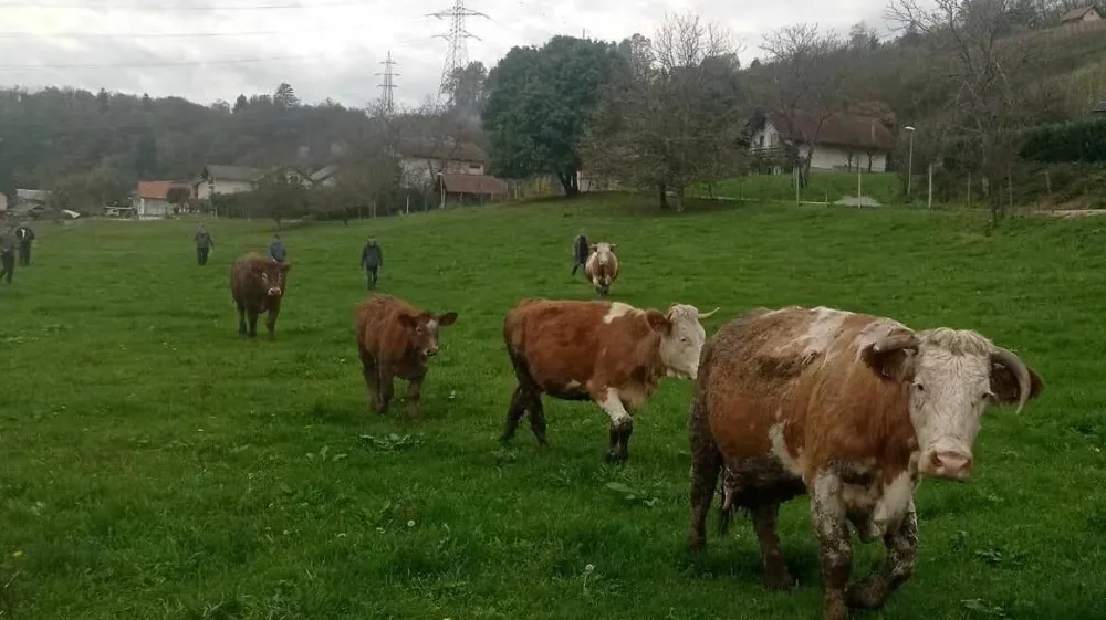 Možganovi priznavajo, da so bile njihove živali blatne, odločno pa zanikajo, da so bile tudi shirane. F družina Možgan 