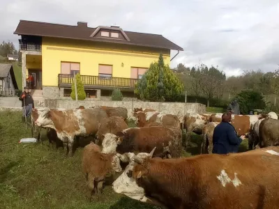 Sredi novembra je inšpektorica Možganovim zaradi slabih rejnih razmer odvzela 24 živali. Jih bodo zaradi neustrezno vodenega inšpekcijskega postopka dobili nazaj? Foto: družina Možgan