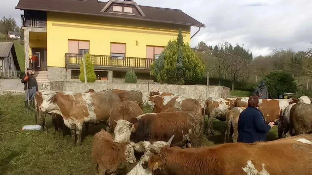 Sredi novembra je inšpektorica Možganovim zaradi slabih rejnih razmer odvzela 24 živali. Jih bodo zaradi neustrezno vodenega inšpekcijskega postopka dobili nazaj? Foto: družina Možgan