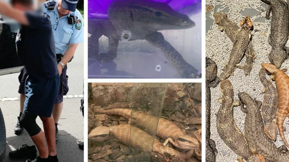 Avstralska policija je razbila kriminalno združbo, ki je nameravala iz Avstralije v Hongkong nezakonito izvoziti več kot 250 avtohtonih kuščarjev in kač. 