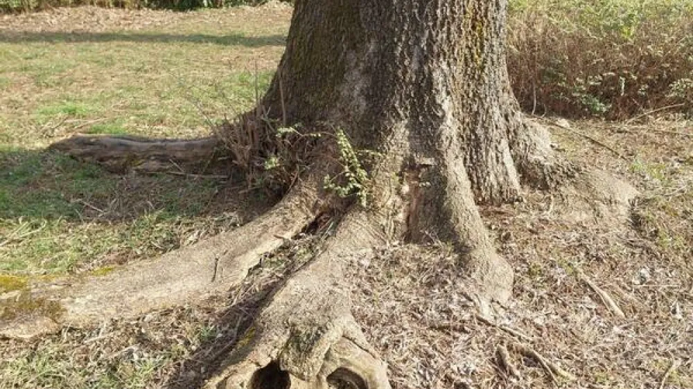 Drevo Melikova ulica