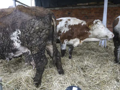 - 18.01.2024 &ndash; Kmetija Možgan, Veni&scaron;e 16, Leskovec pri Kr&scaron;kem &ndash; vrnitev odvzete govedi, ki mu jih je 14. novembra lani zaradi zanemarjanja trajno odvzela veterinarska in&scaron;pektorica  //FOTO: Luka Cjuha