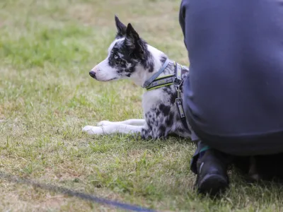 ﻿pes- 18.05.2016 - Biotehniški izobraževalni center (BIC) - Šolska veterinarska ambulanta,  dogodek Družinski dan s hišnimi ljubljenci - hišne male živali -      //FOTO: Bojan Velikonja