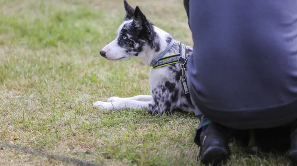﻿pes- 18.05.2016 - Biotehniški izobraževalni center (BIC) - Šolska veterinarska ambulanta,  dogodek Družinski dan s hišnimi ljubljenci - hišne male živali -      //FOTO: Bojan Velikonja