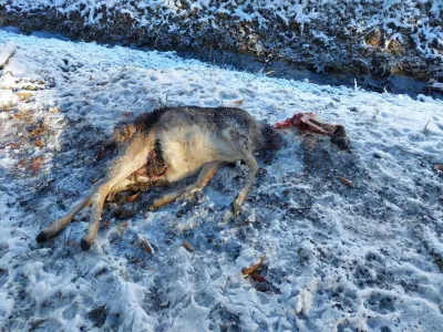 Krvoločna psa sta pobila vse do zadnje živali.