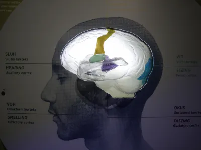 ﻿- 15.05.2014 GR v Ljubljani - potujoča razstava »Možgani – podnaslovljena Zgodba od znotraj «, - poučna, sodobna in interaktivna razstava ki se opira na raziskave in tehnologijo 21. stoletja. - pripravil Ameriški naravoslovni muzej iz New Yorka  //FOTO: Luka Cjuha.