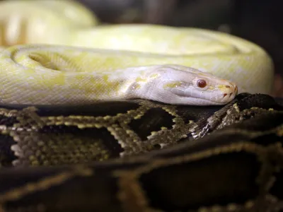 ﻿kača - piton- 02.09.2014 - Šetjernej - pri ljubitelju eksotičnih živali Alešu Abramu - eksotične živali - kače - //FOTO: Bojan Velikonja