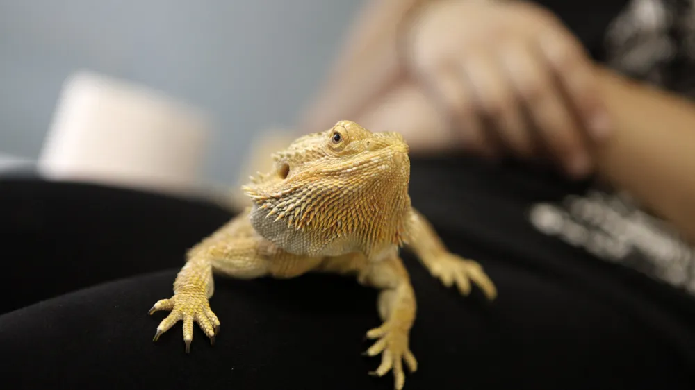 Omejitev posedovanja eksotičnih živali bi morala začeti veljati sredi lanskega aprila, vendar uprava za varno hrano še vedno ni sprejela pravilnikov o določitvi seznamov prepovedanih in dovoljenih prostoživečih vrst živali.