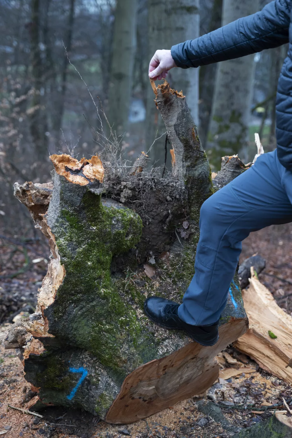 Ena od bukev se je prevrnila, ko se je v njeno krošnjo zataknila veja bukve, ki jo je Tisa podirala. Šele ko je padla, se je izkazalo, da je imela preperele korenine. Foto: Nik Erik Neubauer