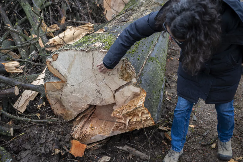 Tokrat so odstranjevali oslabljena ali poškodovana drevesa v neposredni bližini javnih poti. Foto: Nik Erik Neubauer