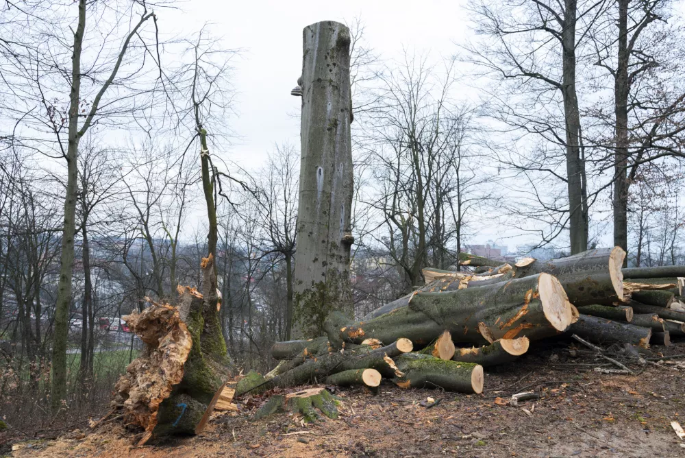 Eno od bukev ob poti so podrobno spremljali že od leta 2018. V zadnjih letih se je na njej razraslo večje število trosnjakov, ki so nakazovali, da se je v deblu že zelo razrasla škodljiva gliva. Foto: Nik Erik Neubauer