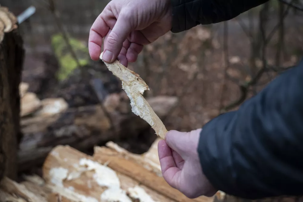 Arboristka Lena Marion je na podrtem deblu pokazala micelij glive, ki je podoben beli gumi. Ta micelij je znamenje razkrojenosti lesa. Foto: Nik Erik Neubauer