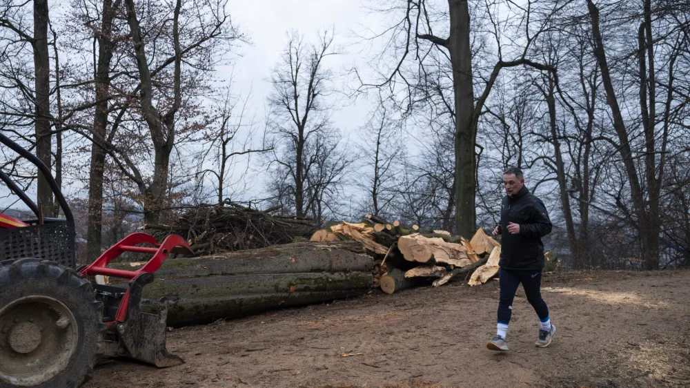 športtekrekreacija- 27.02.2024 – Krajinski park Tivoli – sečnja oslabljenih in bolnih dreves na območju Podrožniške poti v Krajinskem parku Tivoli, Rožnik in Šišenski hrib //FOTO: Nik Erik Neubauer