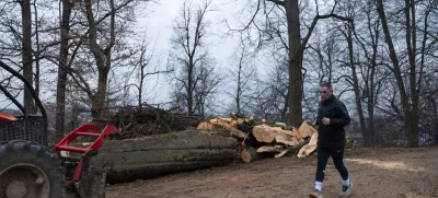 športtekrekreacija- 27.02.2024 – Krajinski park Tivoli – sečnja oslabljenih in bolnih dreves na območju Podrožniške poti v Krajinskem parku Tivoli, Rožnik in Šišenski hrib //FOTO: Nik Erik Neubauer