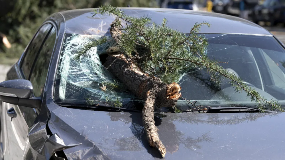A large pine tree was toppled over by wind across the westbound lanes of Sherman Oaks Blvd on Thursday, March 14, 2024 in Van Nuys, Calif. No one was injured. (David Crane/The Orange County Register via AP)