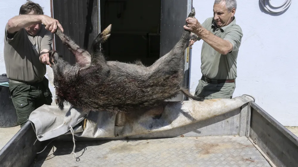﻿praktični del - sum bolezni v lovišču in zbiralnici divjačine - divji prašič - divja svinja -  - 12.06.2014 Stara Cerkev v občini Kočevje - simulacijska vaja "Afriška prašičja kuga" za primer pojava - ugotavljanje, preprečevanje in zatiranje afriške prašičje kuge -   //FOTO: Jaka Gasar