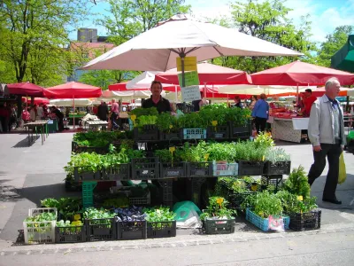 Trnovksa zelišča, trnovske branjevke, Janez Čuda