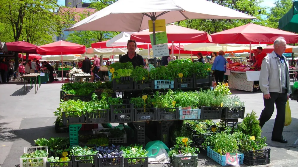 Trnovksa zelišča, trnovske branjevke, Janez Čuda