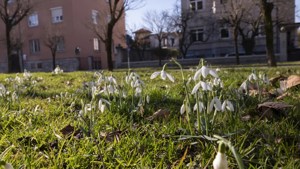 - 14.2.2024 - Pomlad je prišla v mesto - zvončki<br><br><br>// FOTO: Nik Erik Neubauer