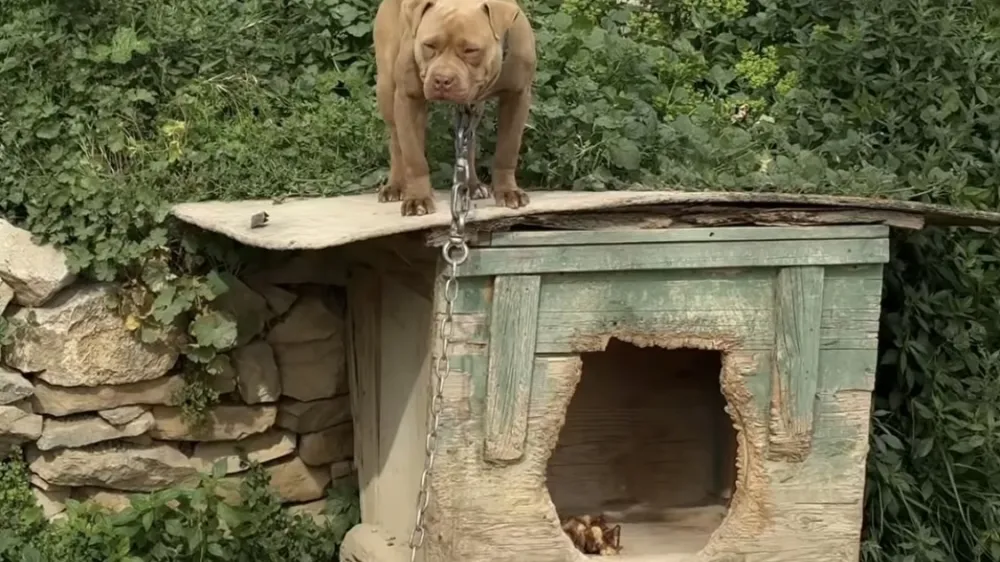 Tabori&scaron;če za pse