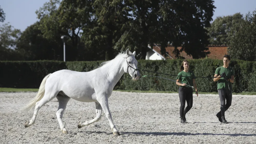 Na resornem ministrstvu si želijo, da bi s spremembami zakona Kobilarna Lipica postala zgleden mednarodni konjeni&scaron;ki center, prepoznan po vrhunski skrbi za lipicanca ter za kulturne in naravne vrednote. Foto: Luka Cjuha&nbsp;