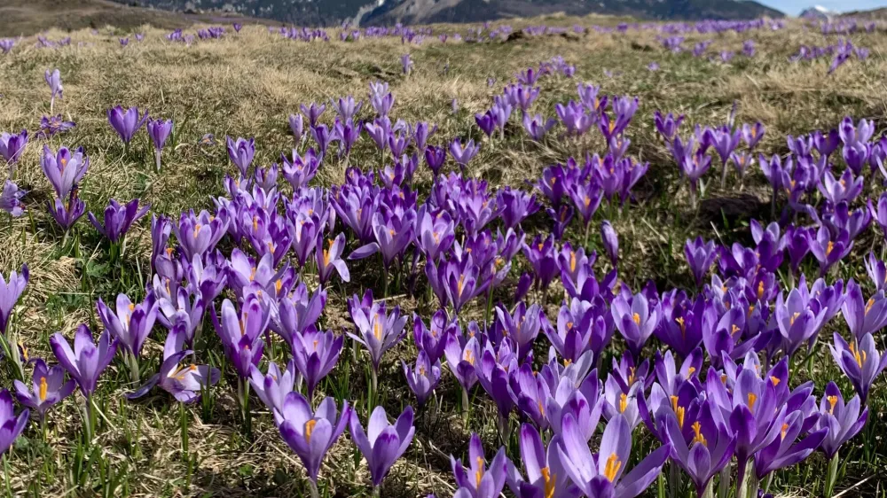 Osupljiva kulisa vijoličnih žafranov je minuli konec tedna na Veliko planino privabila rekordno število obiskovalcev.