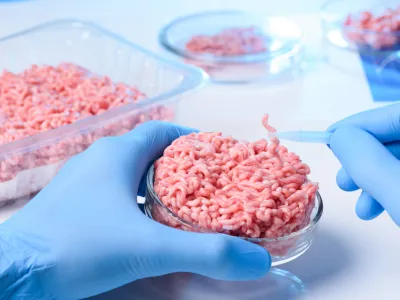 Scientist hands in protective gloves hold petri dish with raw ground meat sample and one small piece in tweezers