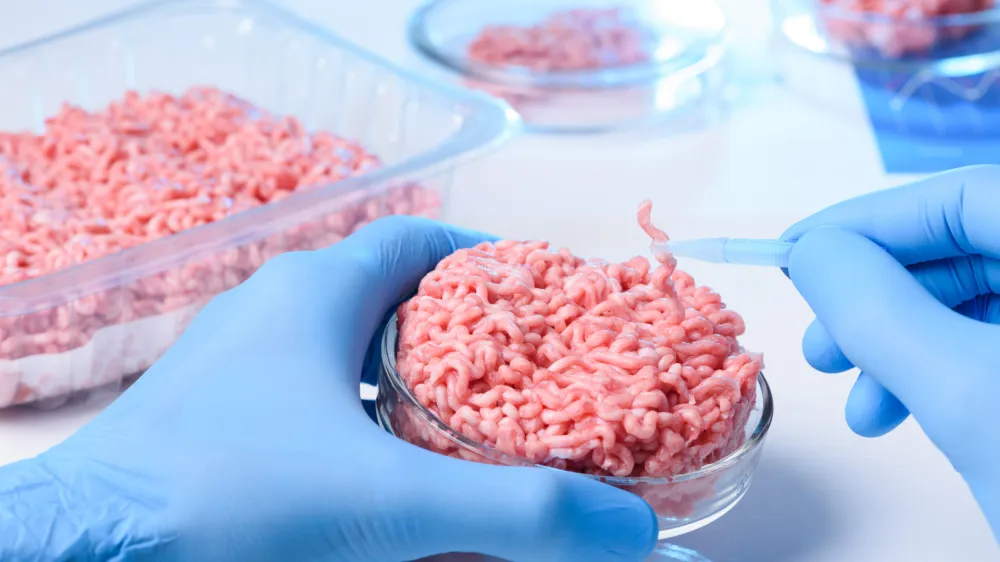 Scientist hands in protective gloves hold petri dish with raw ground meat sample and one small piece in tweezers