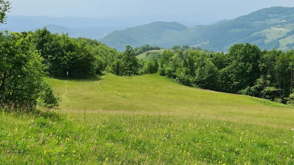 Travnik narava pomlad poletje sonce 