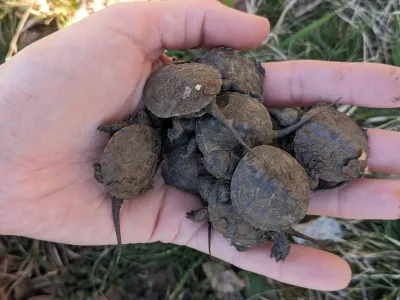 Nedavno so male želve, ki so se izvalile lani jeseni, prvič prilezle iz gnezda. 