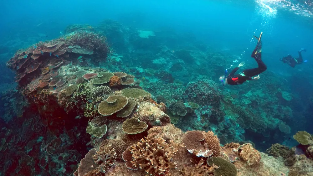 ﻿Peter Gash (L), owner and manager of the Lady Elliot Island Eco Resort, snorkels with Oliver Lanyon and Lewis Marshall, Senior Rangers in the Great Barrier Reef region for the Queenlsand Parks and Wildlife Service, during an inspection of the reef's condition in an area called the 'Coral Gardens' located at Lady Elliot Island and 80 kilometers north-east from the town of Bundaberg in Queensland, Australia, June 11, 2015. UNESCO World Heritage delegates recently snorkeled on Australia's Great Barrier Reef, thousands of coral reefs, which stretch over 2,000 km off the northeast coast. Surrounded by manta rays, dolphins and reef sharks, their mission was to check the health of the world's largest living ecosystem, which brings in billions of dollars a year in tourism. Some coral has been badly damaged and animal species, including dugong and large green turtles, are threatened. UNESCO will say on Wednesday whether it will place the reef on a list of endangered World Heritage sites, a move the Australian government wants to avoid at all costs, having lobbied hard overseas. Earlier this year, UNESCO said the reef's outlook was "poor". Picture taken June 11, 2015.   REUTERS/David Gray - RTX1IFF7