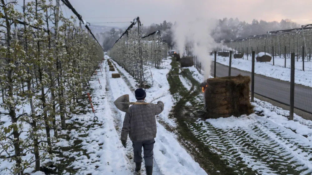 ﻿- sadovnjak Artiče - senene bale- 06.04.2021 - Spomladanska Pozeba - kurrjenje v sadovnjaku kot zaščita proti zmrzali - sadno drevje //FOTO: Jaka Gasar