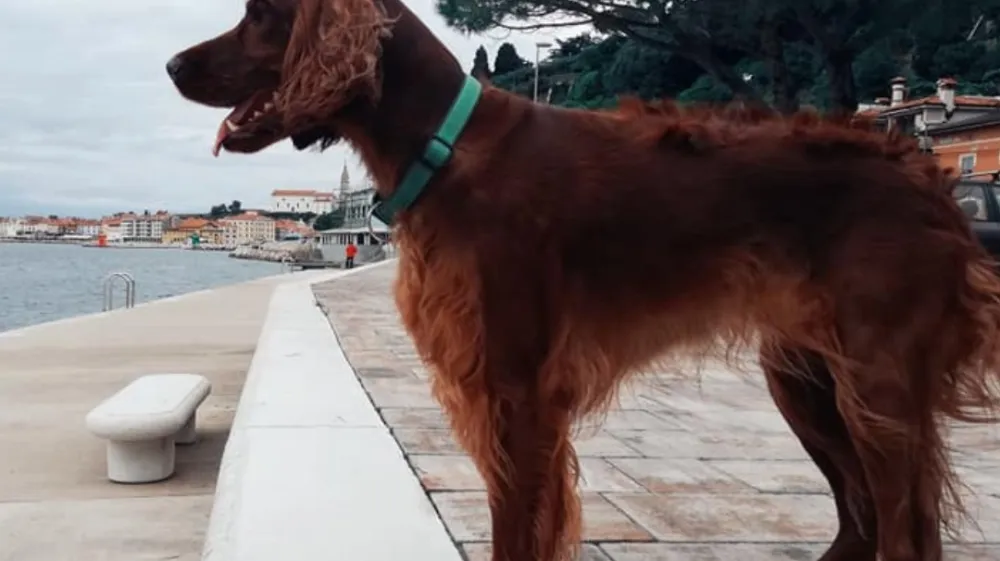 Lastniki psov bodo med obiskom Pirana morali še dodatno sk Vesna Levičnik