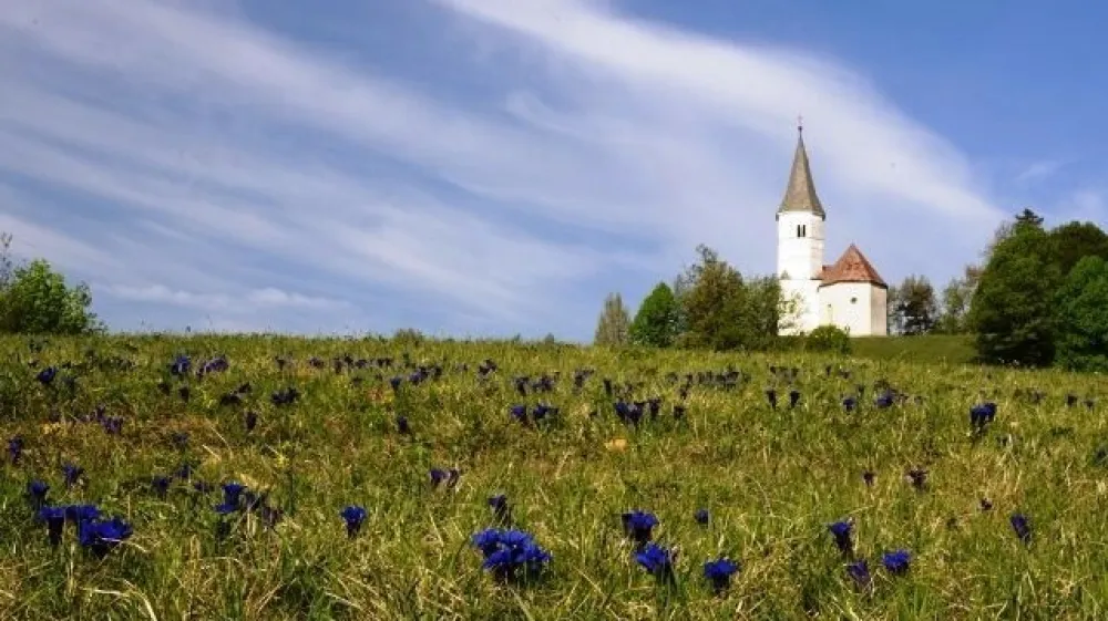 FOTO: Rasti&scaron;če encijana na Lovrencu pod Lisco je zavarovano območje. Foto PZS