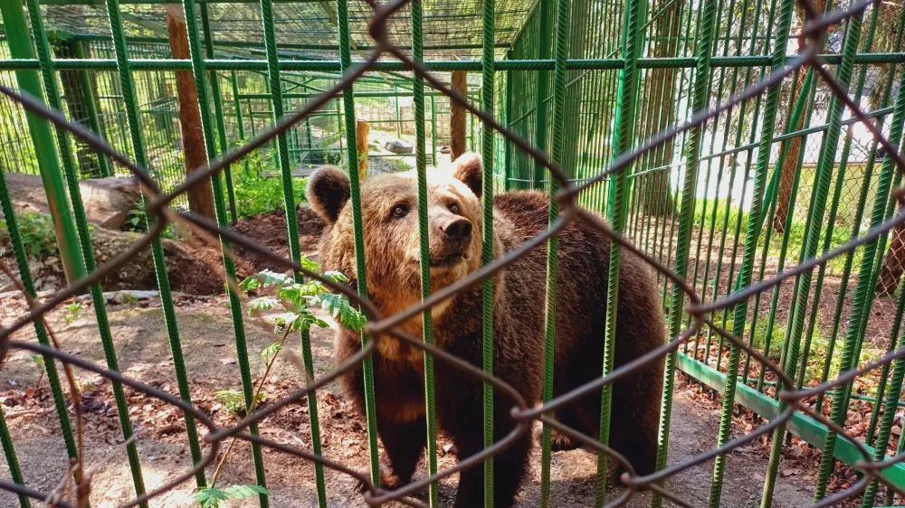 Mici se je pred 22 leti skotila v ujetništvu, pri Žurgovih na Gorenjskem pa je že od svojega 4. meseca starosti. 