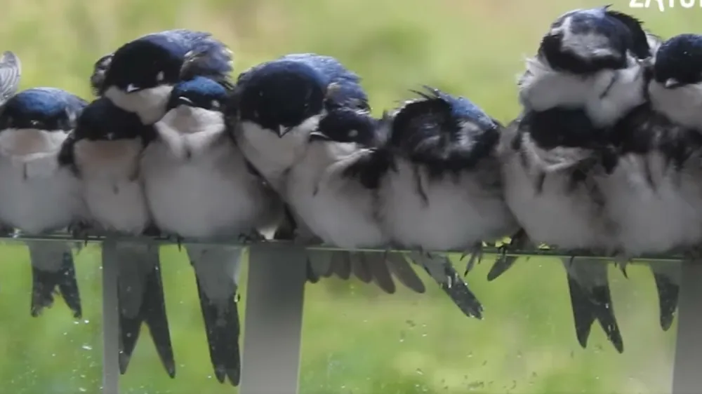 Zmrzujoče lastovke v Škocjanskem zatoku.