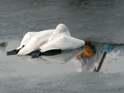 poginuli - mrtvi labod, virus - ptičja gripa tipa H5 pri labodih v Sloveniji, virus ptičje gripe - Maribor- Drava, labod, , // FOTO: Luka CjuhaOPOMBA: ZA OBJAVO V ČASOPISU DNEVNIK