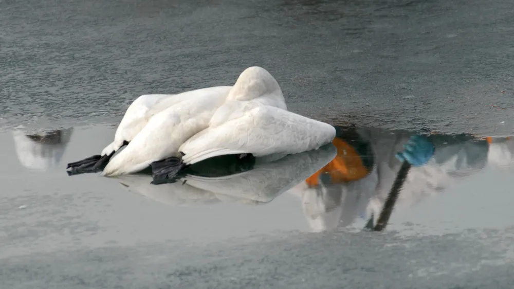 poginuli - mrtvi labod, virus - ptičja gripa tipa H5 pri labodih v Sloveniji, virus ptičje gripe - Maribor- Drava, labod, , // FOTO: Luka CjuhaOPOMBA: ZA OBJAVO V ČASOPISU DNEVNIK