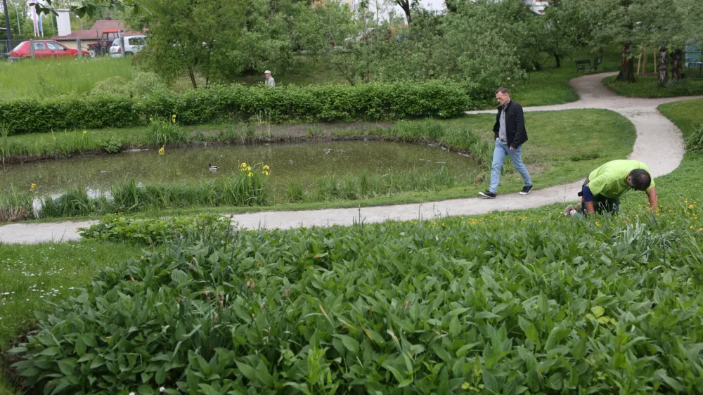 ﻿- 11.05.2016 - Botanični vrt v Ljubljani - nova naravoslovna učna pot poimenovana »Po poti Fleischmannovega rebrinca«.- vodeni ogled s pestrostjo rastlinskih vrst v botaničnem vrtu in v različnih življenjskih okoljih Grajskega griča, ///FOTO: Luka Cjuha.