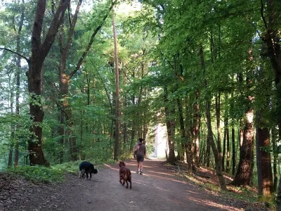 Rožnik, sprehajalec, psi 