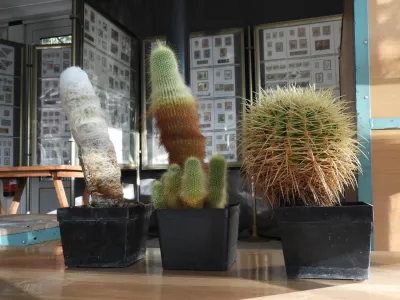 kaktusi, taščin sedež / Foto: Katja Petrovec 