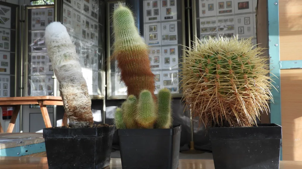 kaktusi, taščin sedež / Foto: Katja Petrovec 