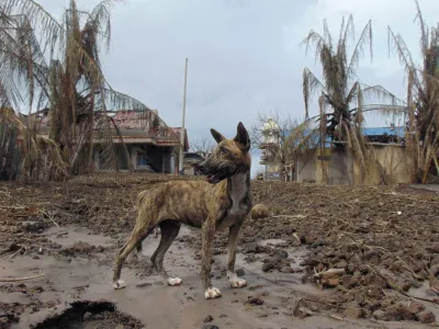 A dog stands at an area affected by the eruption of Mount Ruang volcano, in Laingpatehi village, Sitaro Islands Regency, North Sulawesi province, Indonesia, May 3, 2024. REUTERS/Chermanto Tjaombah   TPX IMAGES OF THE DAY